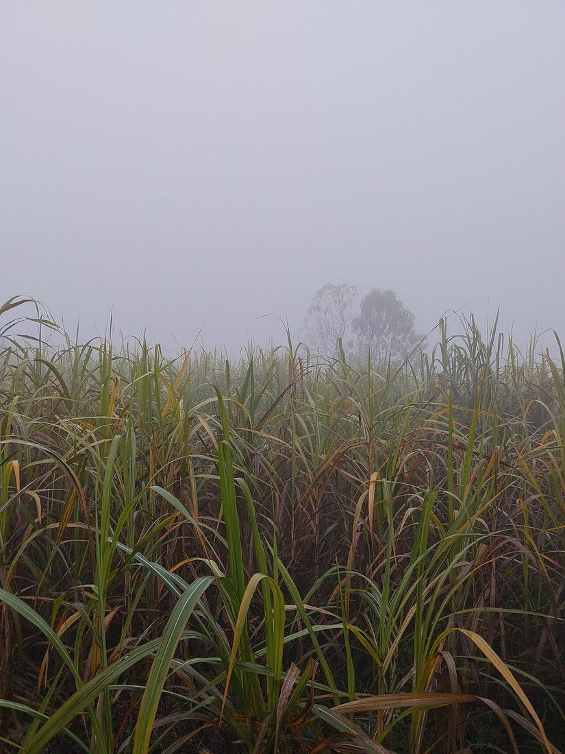 Canavial sob neblina